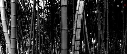 Bamboo Forest by Derek Delacroix