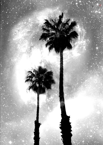 Palm Tree Galaxy