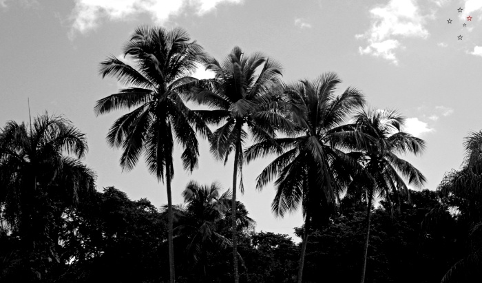 Palm Trees Puerto Rico
