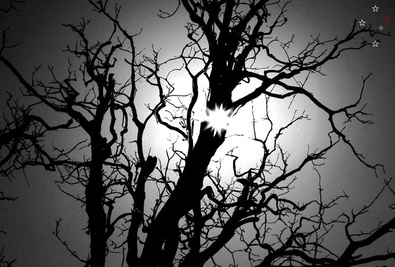 Sinister Tree by Derek Delacroix