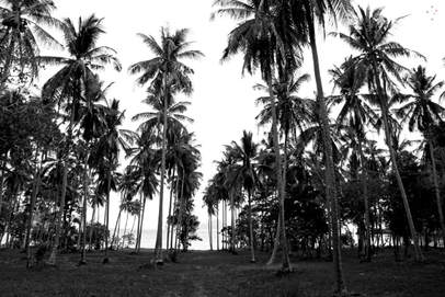 Palm Trees Thailand