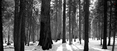 Sequoia by Derek Delacroix