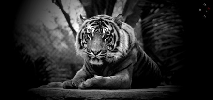 Tiger-Tiger