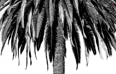 Palm Fronds - Derek Delacroix