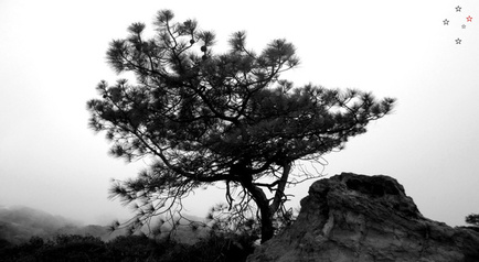 Torrey Pine by Derek Delacroix