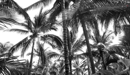 Palm Trees Nayarit