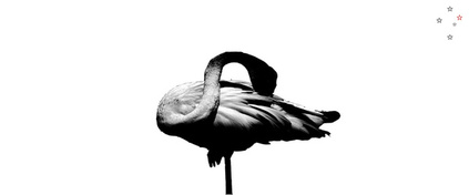 Flamingo by Derek Delacroix