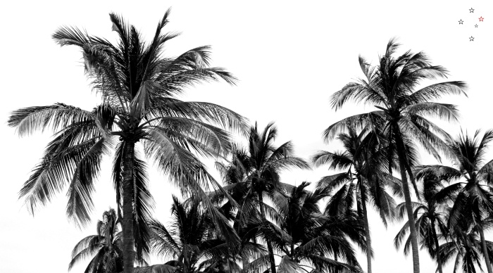 Palm Trees Los Cabos