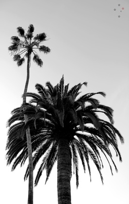 Palm Trees Windansea