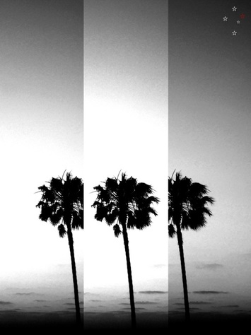 Vintage Palm Trees in Black & White