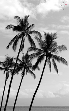 Palm Trees Hawaii by Derek Delacroix