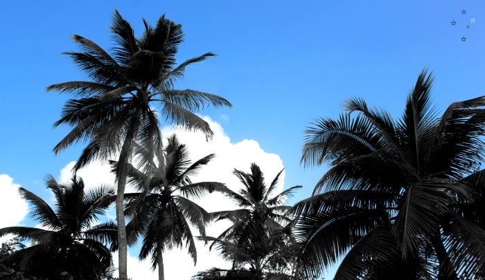 Palm Trees Blue Sky