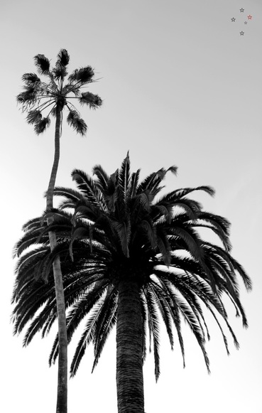 Palm Trees Windansea