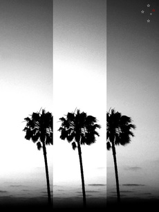 Vintage Palm Trees in Black & White - Derek Delacroix