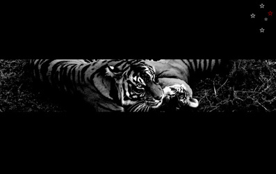 Tiger Mom & Cub by Derek Delacroix