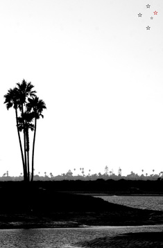 San Diego Palm Trees - Derek Delacroix