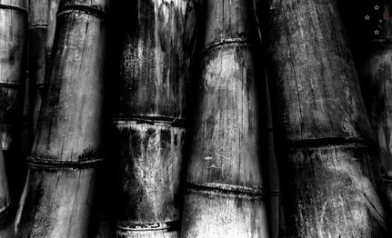 Big Bamboo by Derek Delacroix