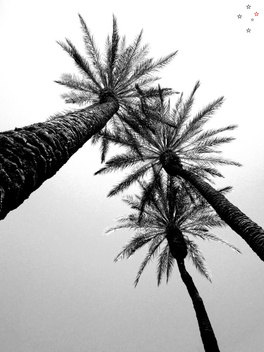 Three Palm Trees - Derek Delacroix