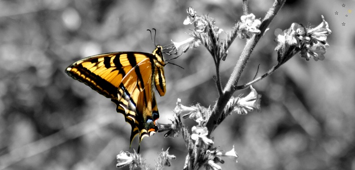 Butterfly by Derek Delacroix