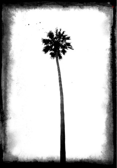 Solo Palm Tree - Derek Delacroix
