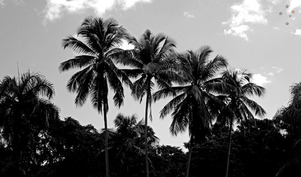 Palm Trees Puerto Rico by Derek Delacroix