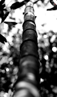 Bamboo by Derek Delacroix
