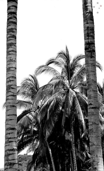 Sayulita Palm Trees