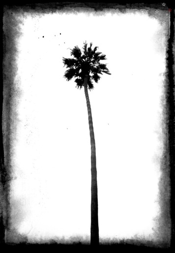 Palm Tree Solo