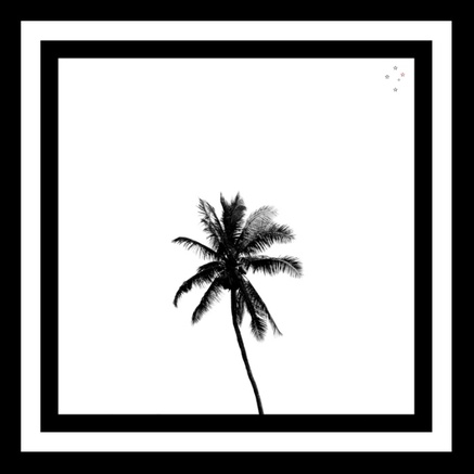 Palm Tree Squared