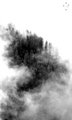 Forest Fog by Derek Delacroix