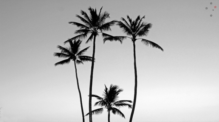 Palm Tree Kauai