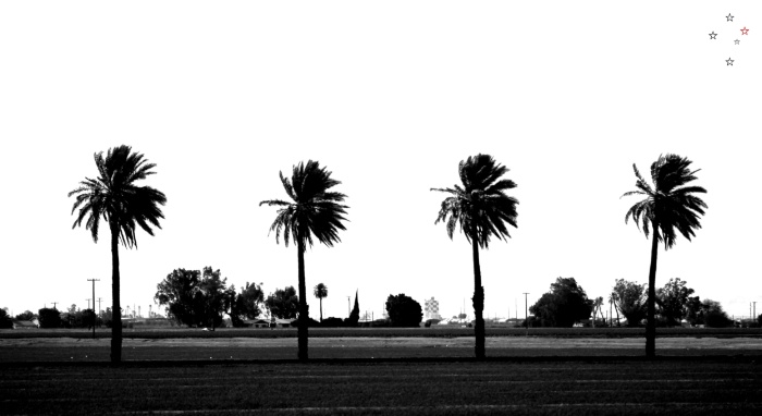 Palm Trees Four
