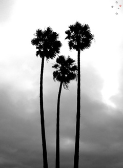 California Palm Trees - Derek Delacroix