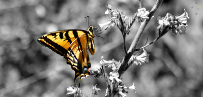 Monarch Butterfly by Derek Delacroix