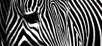 Zebra by Derek Delacroix