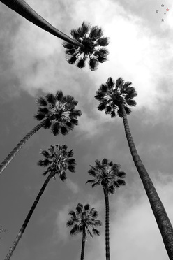 Palm Trees by Derek Delacroix
