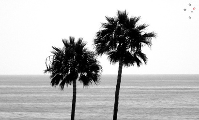 Palm Trees in Black & White - Derek Delacroix