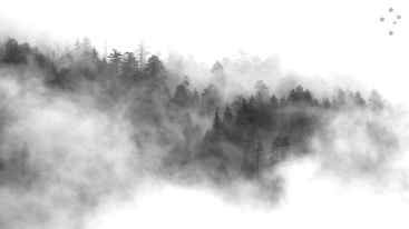 Trees & Fog