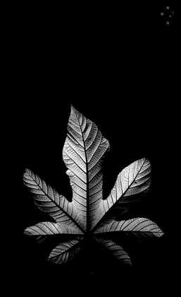 Fallen Leaf by Derek Delacroix