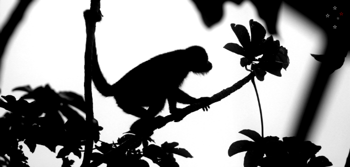 Monkey Silhouette