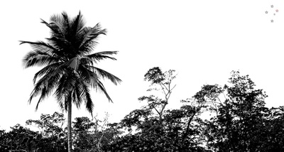 Palm Tree Supreme
