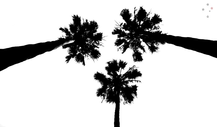 Palm Tree Trio
