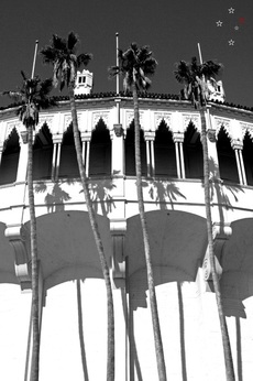 Palm Trees Catalina