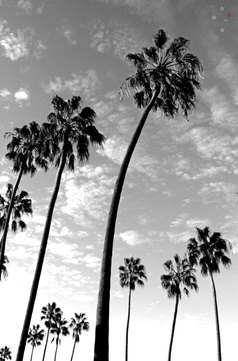 Palm Trees Pacific Beach
