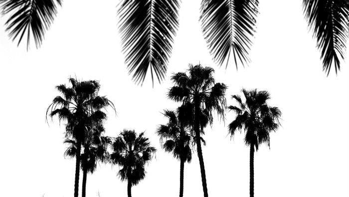 Palm Trees Santa Barbara
