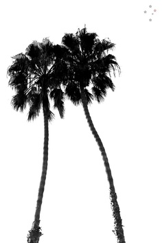 Palm Trees Two