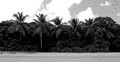Palm Trees Virgin Islands