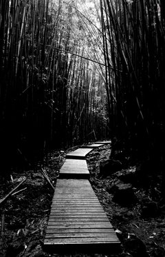 Bamboo Trail by Derek Delacroix