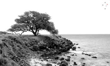 Big Island Tree