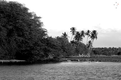 Palm Trees Molokai
